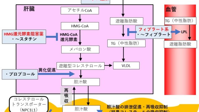 病態 薬物治療 脂質異常症 要点まとめ 薬を学ぶ 薬剤師国家試験から薬局実務まで