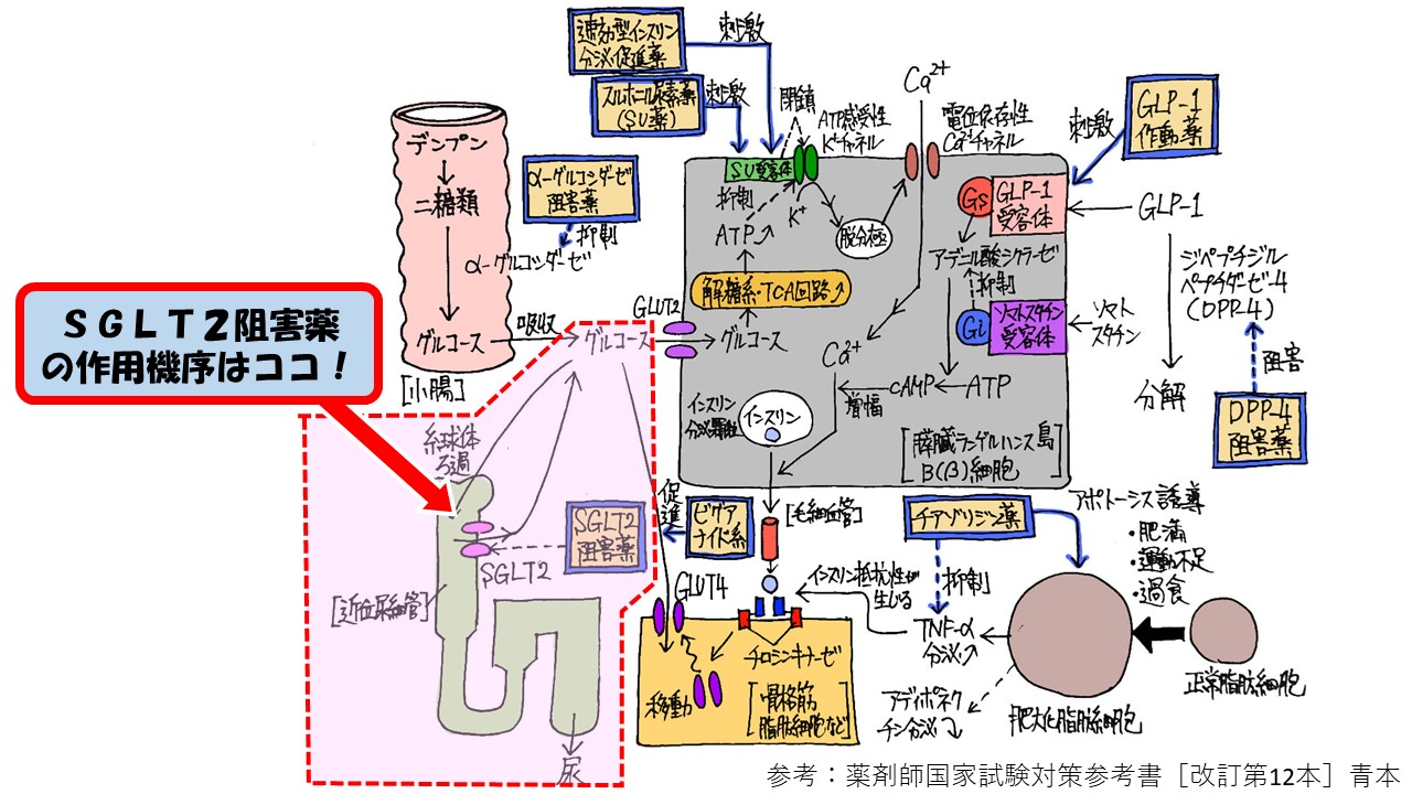 pma 作用機序 – thp1細胞とは – ZSCCP